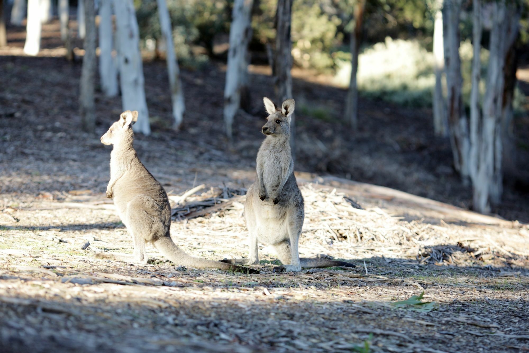 Unilodge @ Uc Short Stays Canberra Buitenkant foto